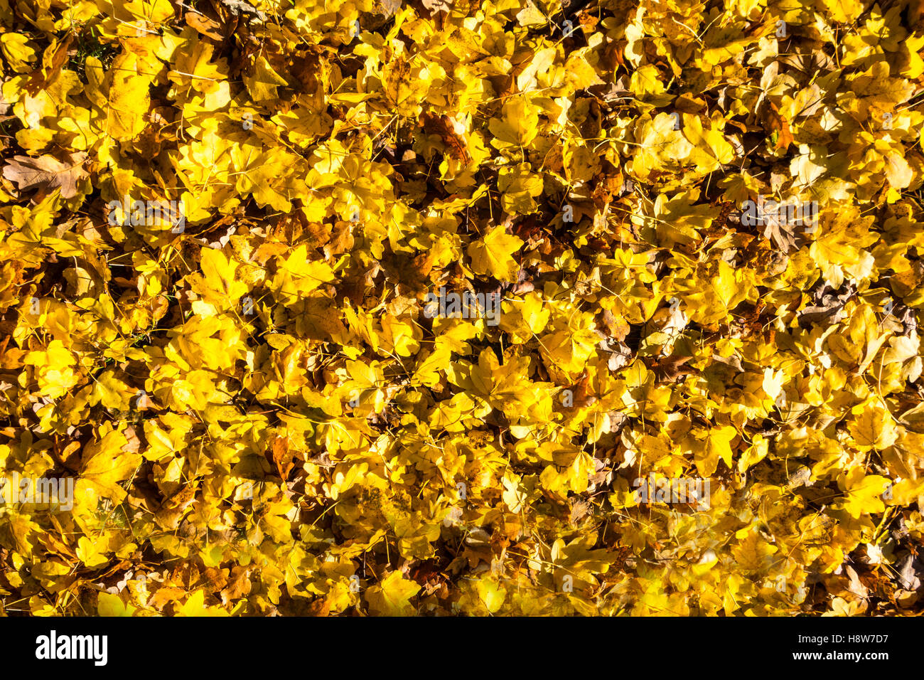 Golden colori dell'autunno Foto Stock