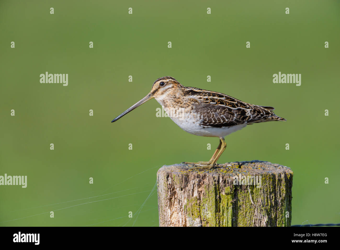 Bekassine, Gallinago gallinago, Beccaccino Foto Stock
