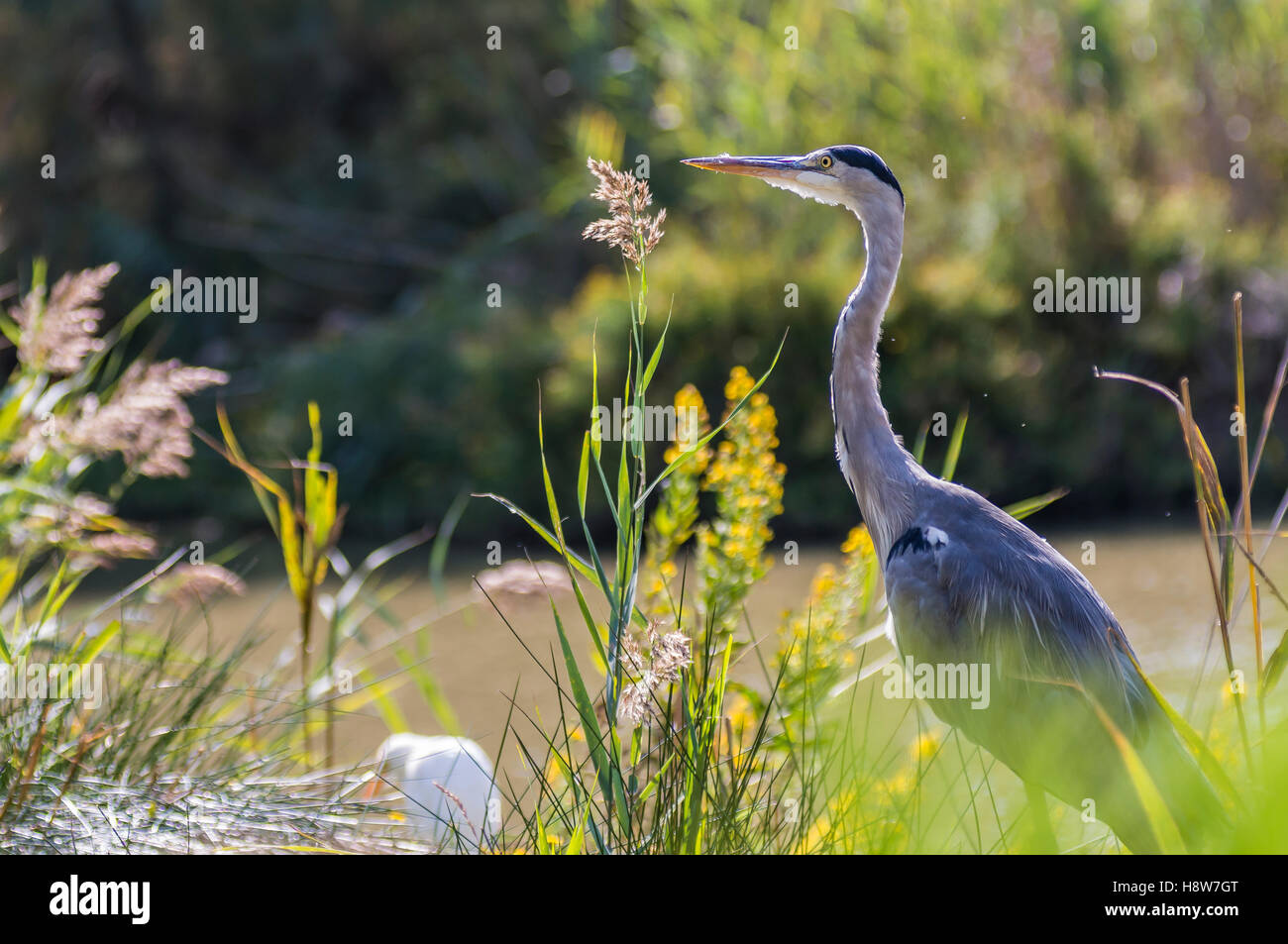 Héron Cendré, Ardera Cinerea , Pont de Gau Camargue Francia Foto Stock