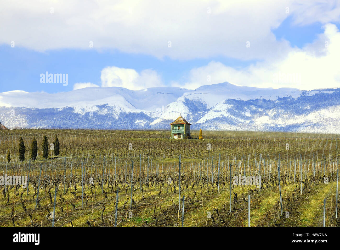 Vigneto invernali in Svizzera con snowcovered Giura in background. Foto Stock