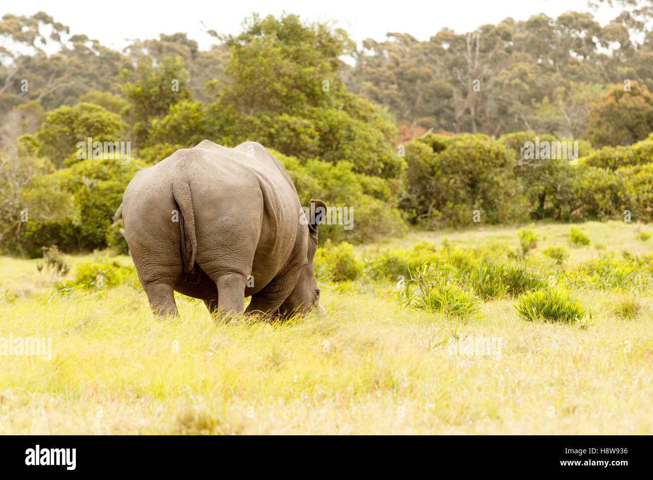 La vista posteriore di un rhino mangiare erba nel campo. Foto Stock