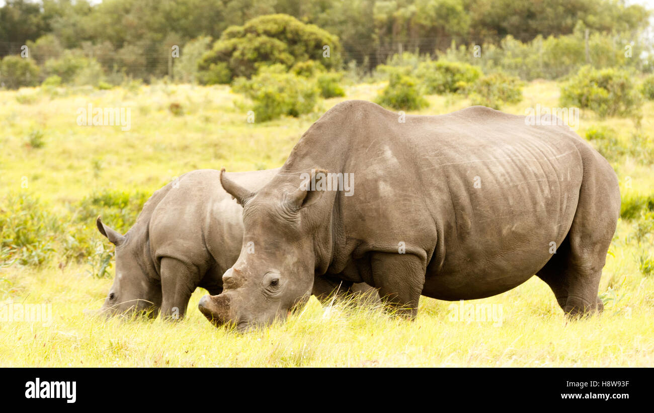 Mamma e Bambino Rhino mangiare erba nel campo. Foto Stock