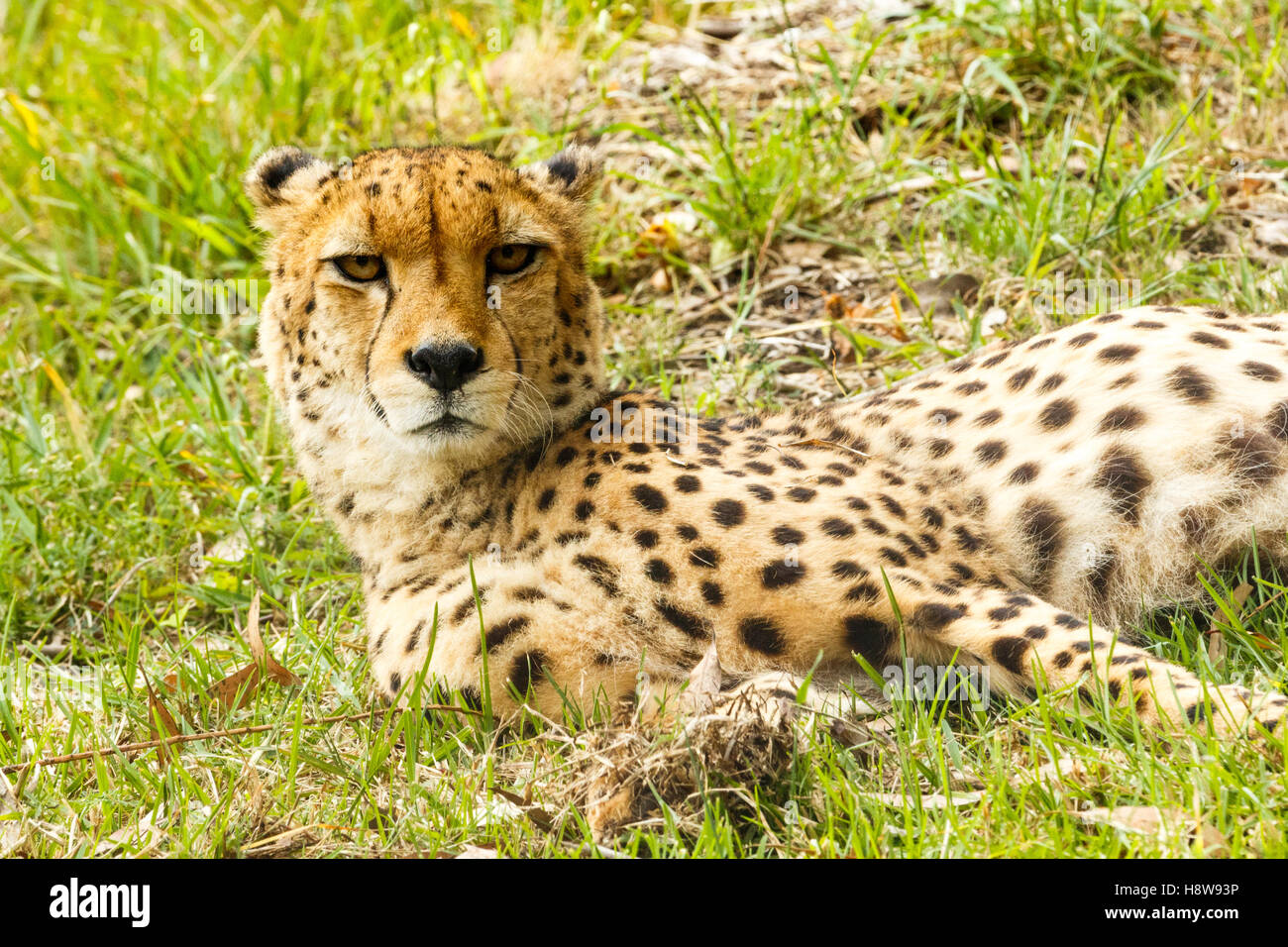Lazy Cheetah giacente nel campo e sollevando il capo per vedere l'azione della videocamera. Foto Stock