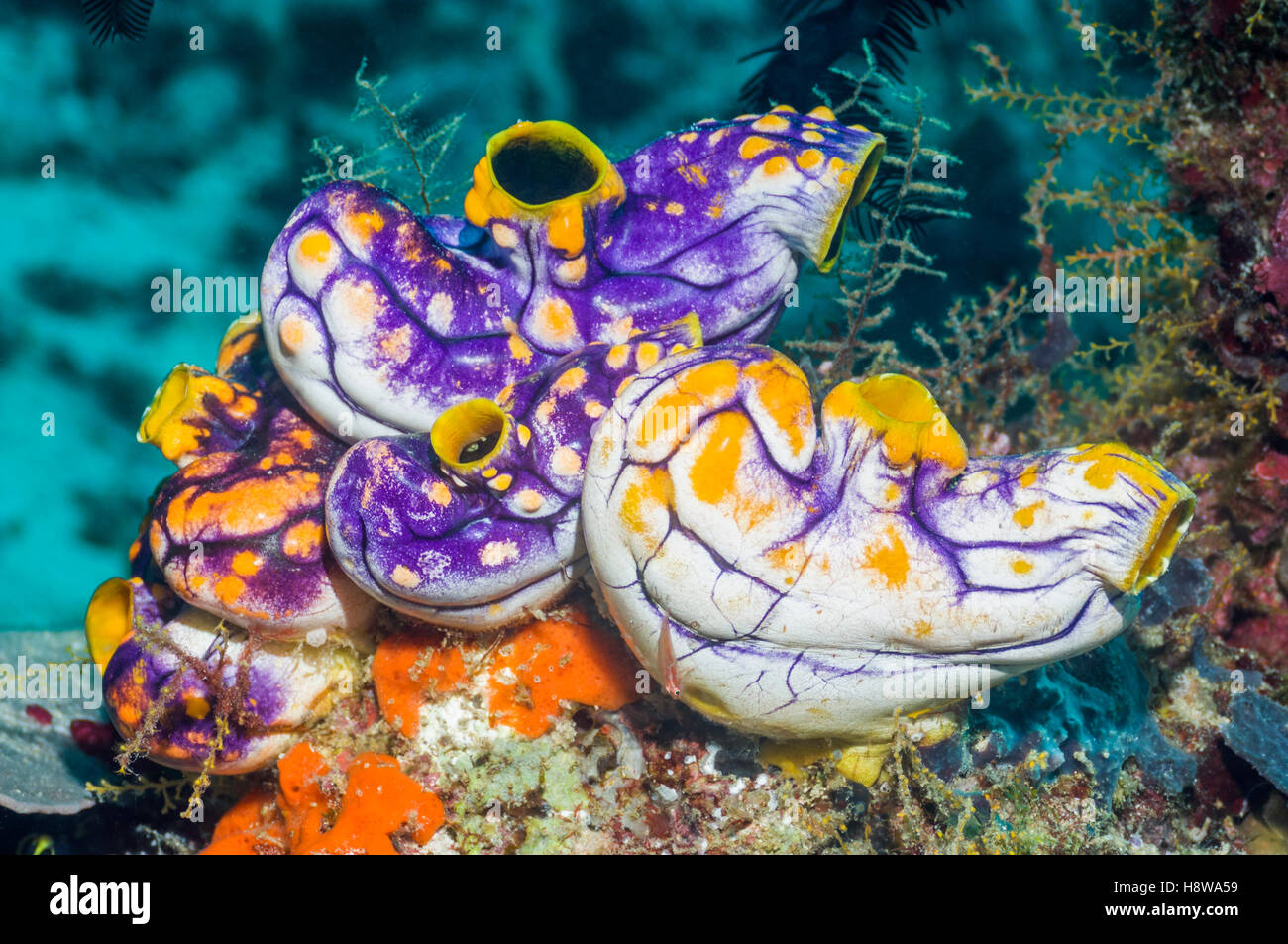 Golden sea squirt [Polycarpa aurora]. Indonesia. Foto Stock