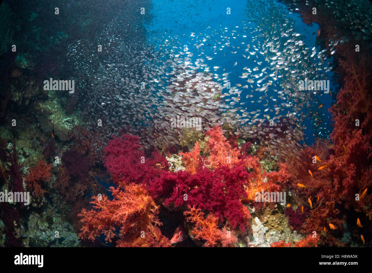 Coral reef paesaggi con coralli molli (Dendronephthya sp) e spazzatrici pigmeo (Parapriacanthus guentheri). Egitto, Mar Rosso. Foto Stock