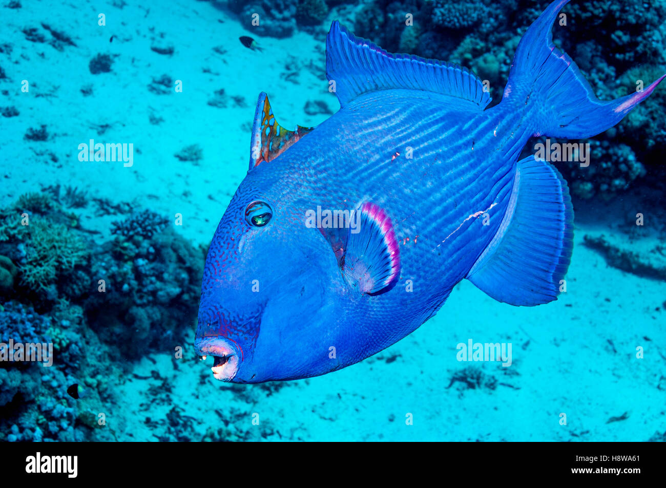 Pesci balestra blu [Pseudobalistes fuscus]. Egitto, Mar Rosso. Indo-pacifico. Foto Stock