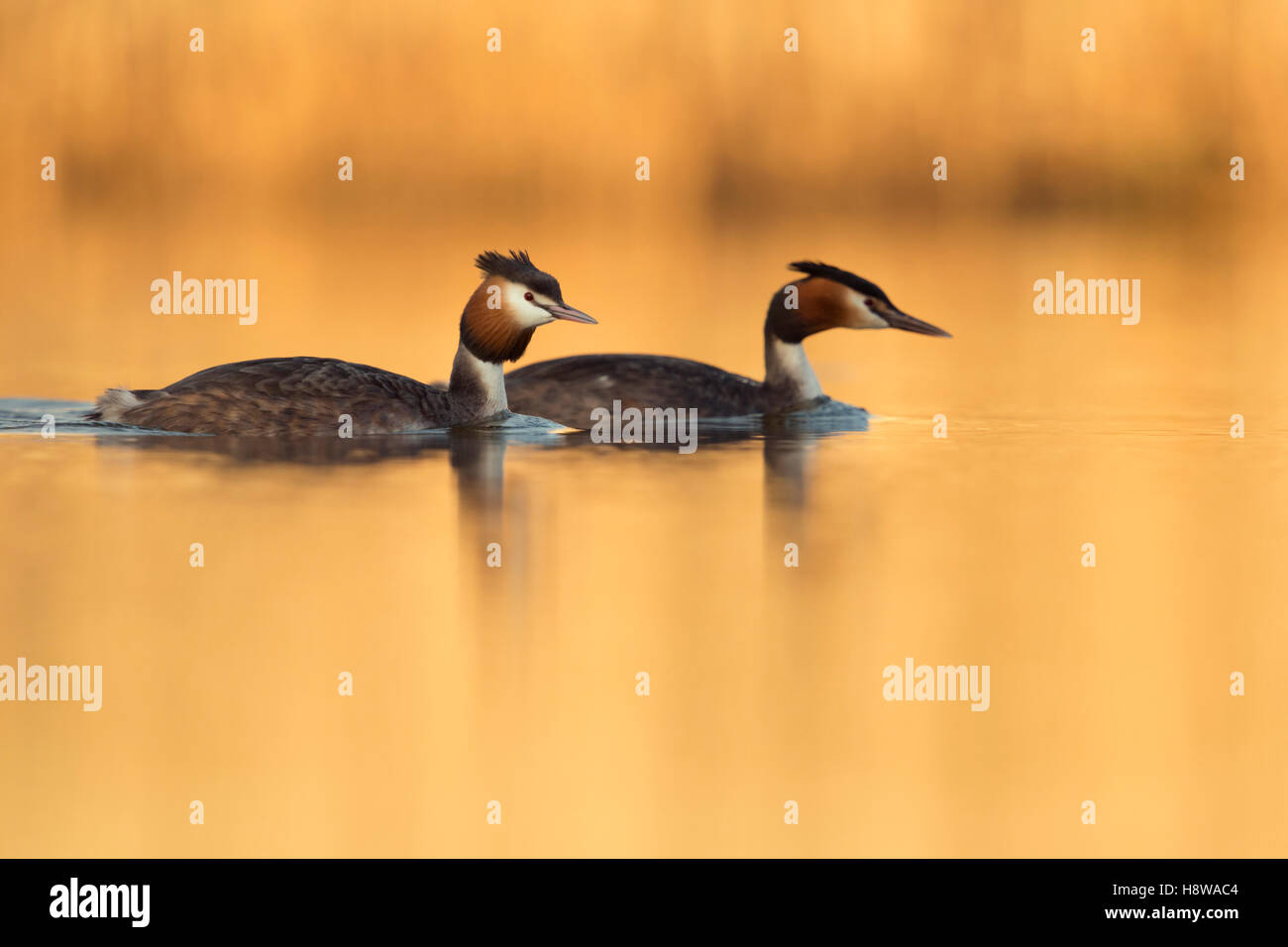 Grande Crested svassi ( Podiceps cristatus ), coppia in abito di allevamento, nuoto insieme su acque calme, golden luce della sera. Foto Stock