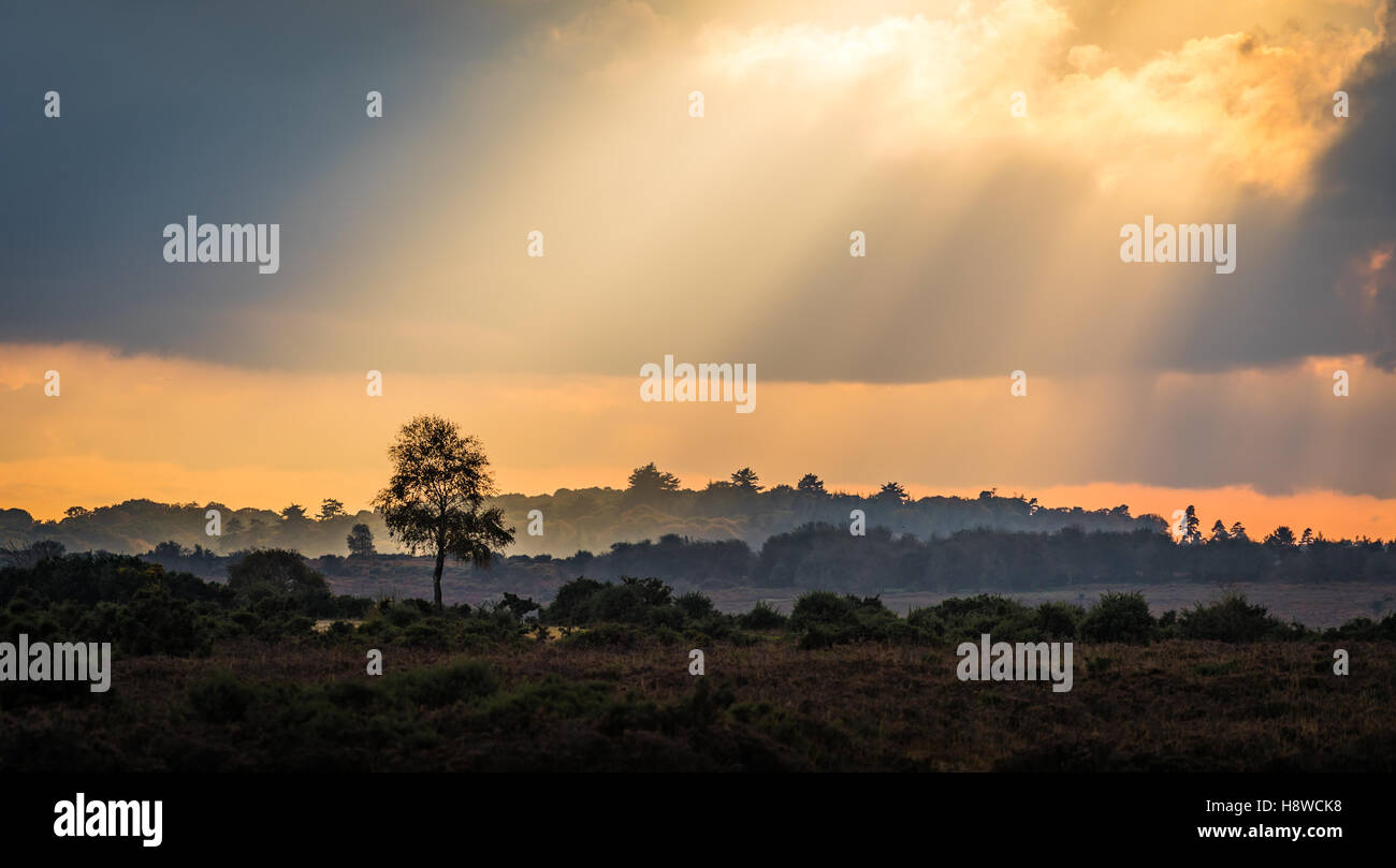 La nuova foresta in Hampshire al tramonto che mostra gli strati sullo scenario Foto Stock