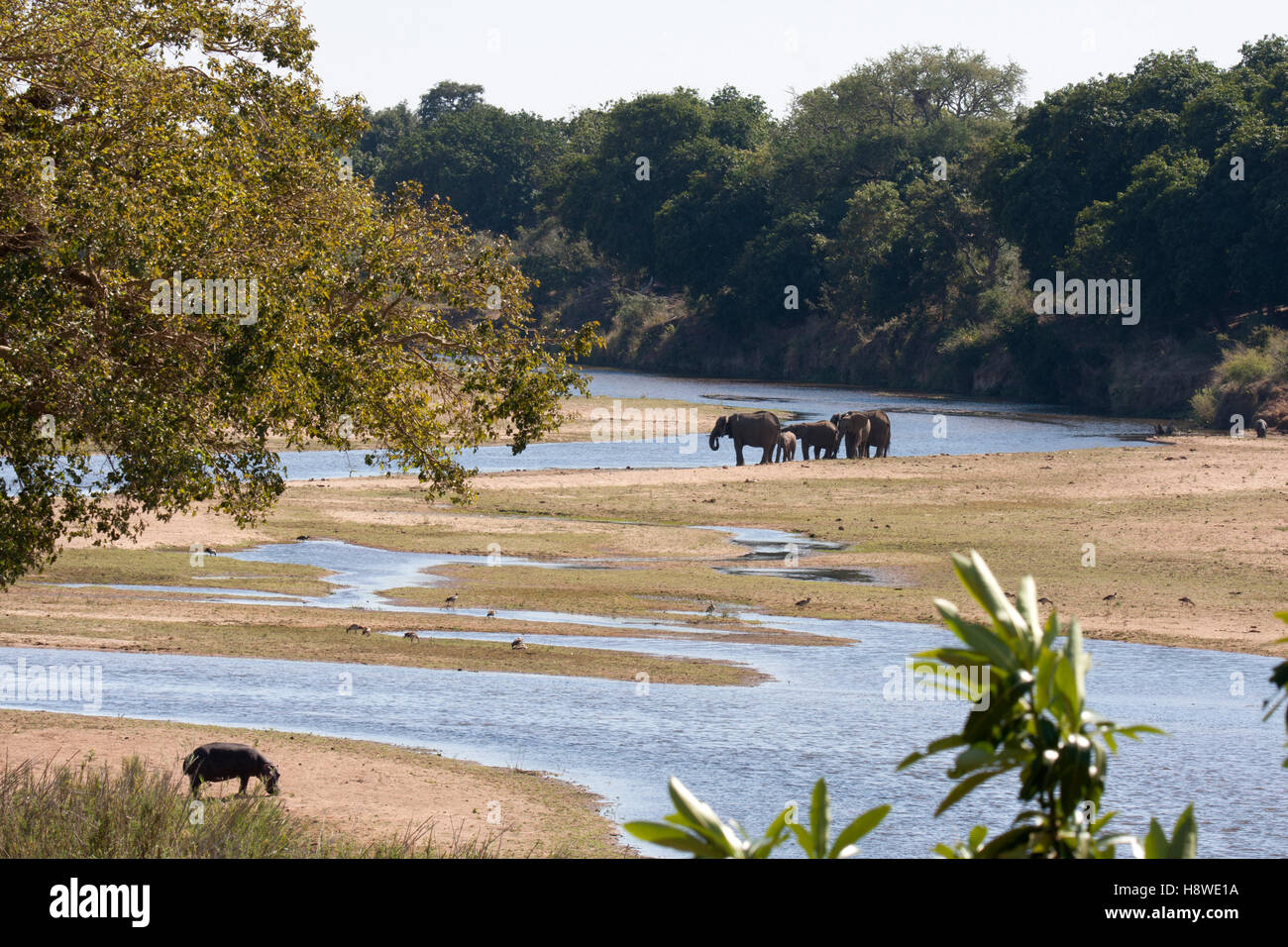 Sabie River View Foto Stock