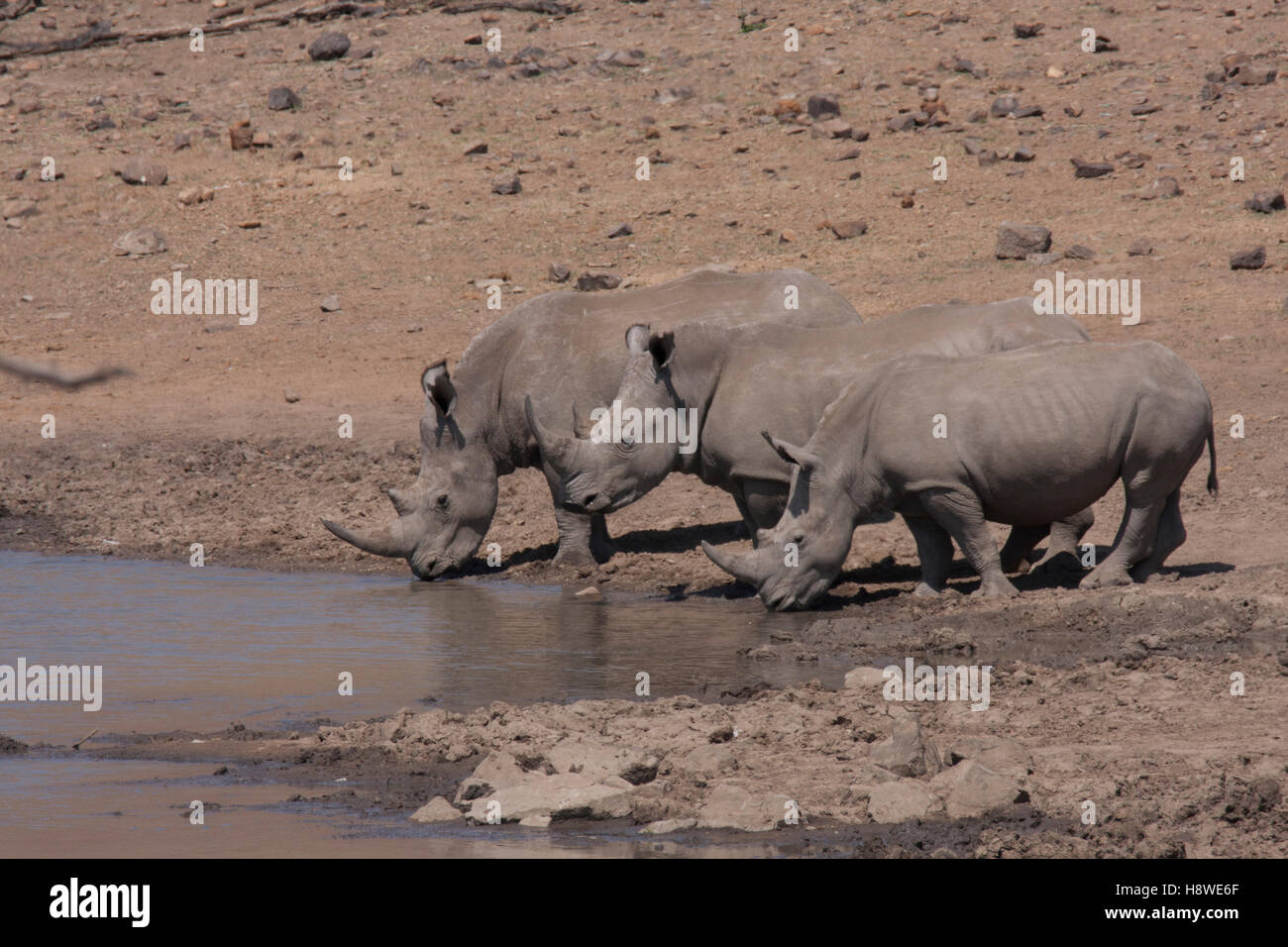 Tre i rinoceronti bere da una diga nel Pilanesberg Game Reserve Foto Stock