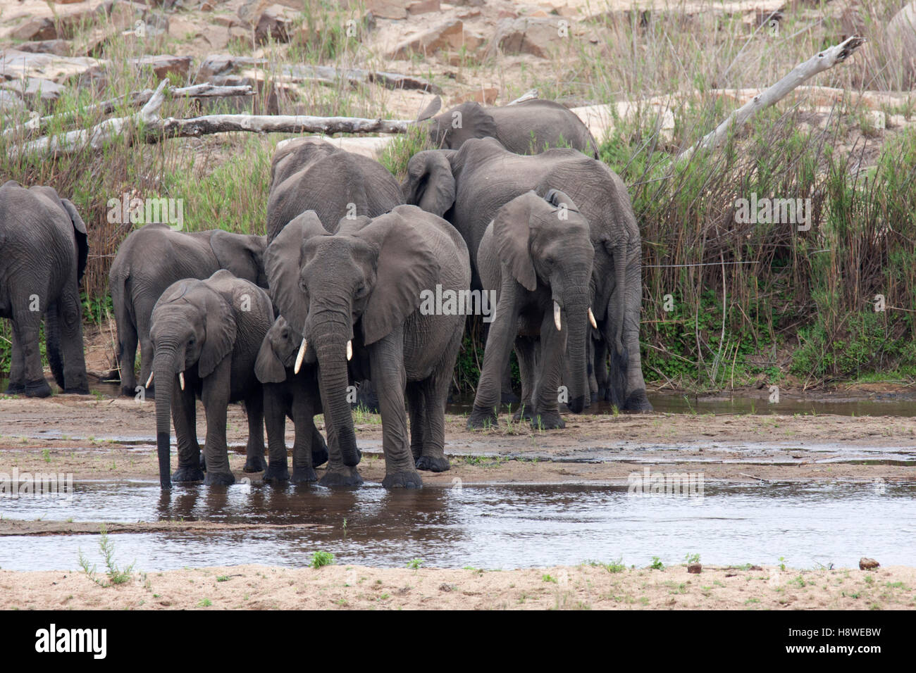 Allevamento di un branco di elefanti di bere da l'ultimo dell'acqua in un poco profondo watering hole. Prese nel Parco di Kruger, Sud Africa Foto Stock