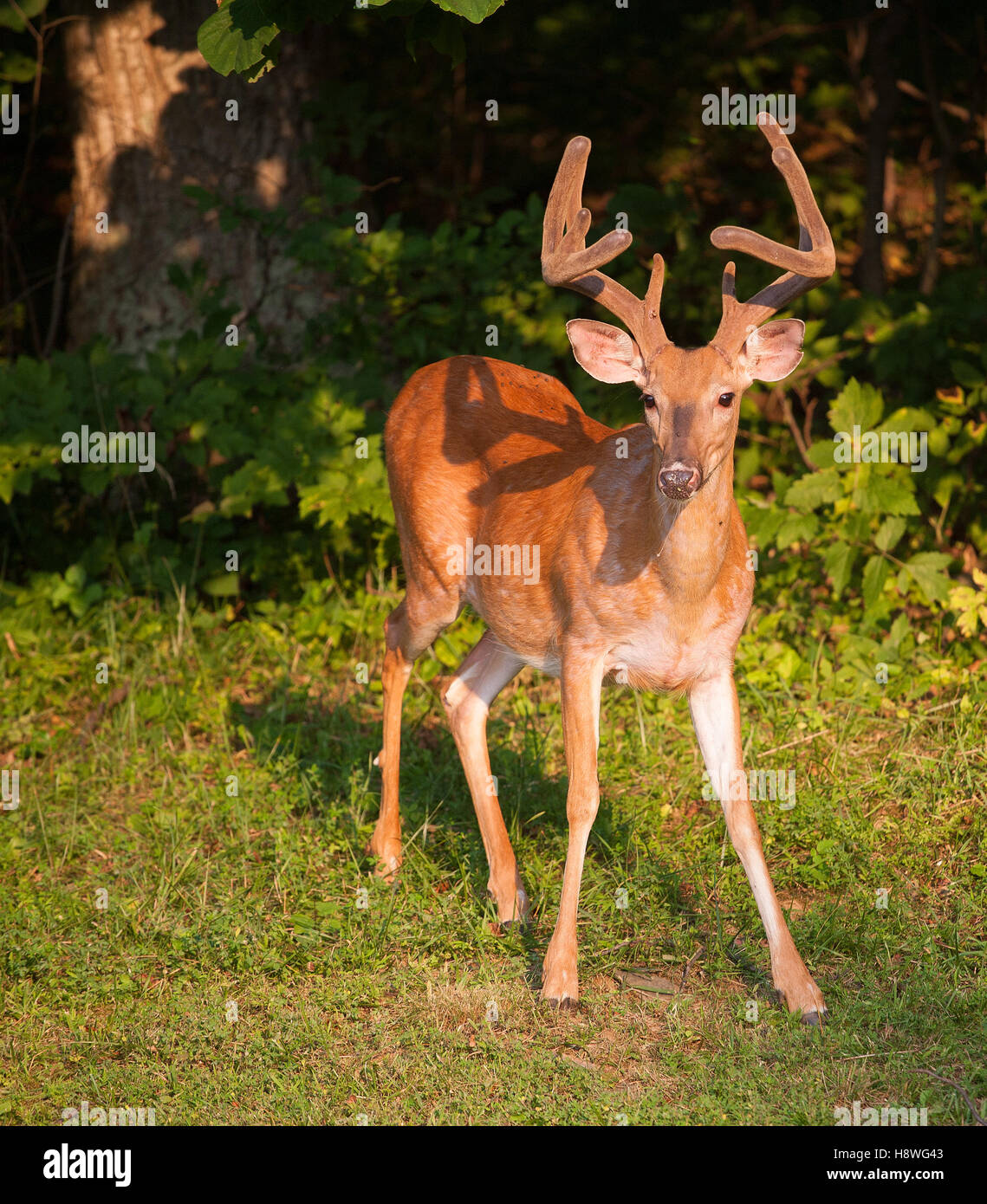 Culbianco buck con alti palchi ancora in velluto Foto Stock