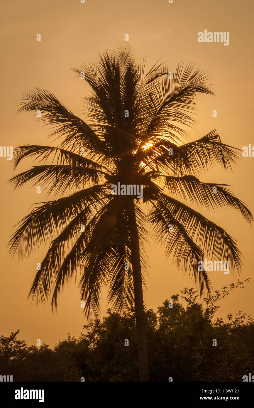 Palm tree stagliano contro un tramonto dorato, India Foto Stock