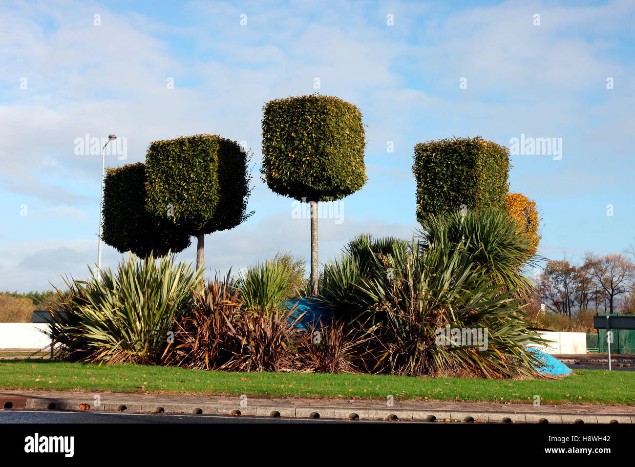 Topiaria da alberi su un semaforo con un isola in Dundalk Foto Stock
