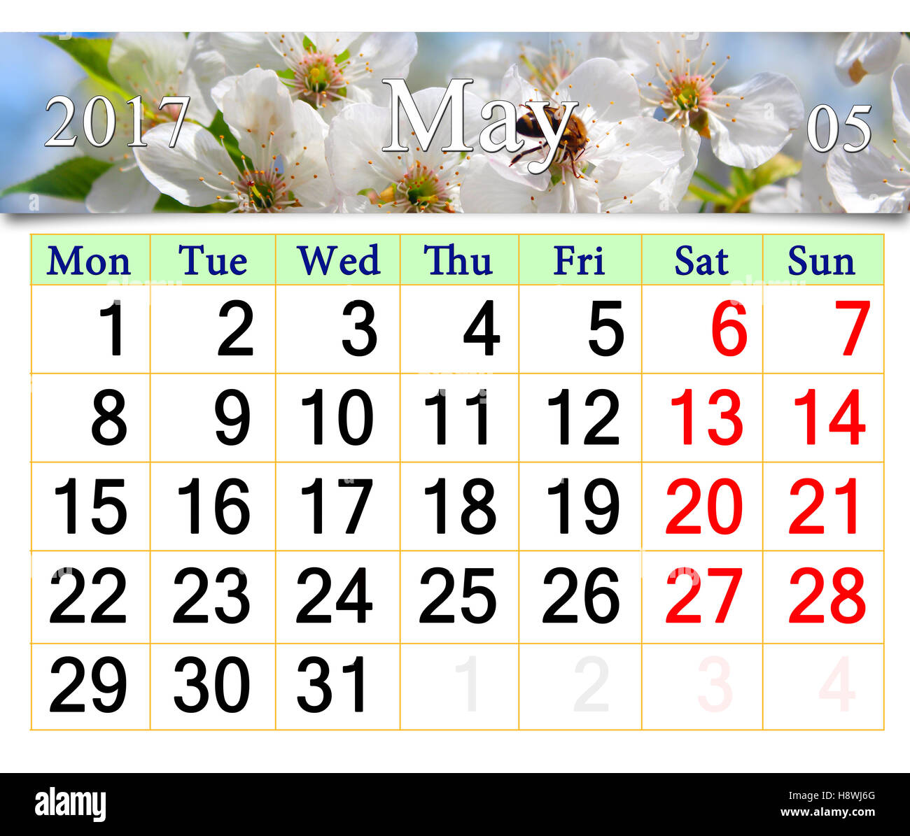 Calendario per il mese di maggio 2017 con fiore bianco ciliegio Foto Stock