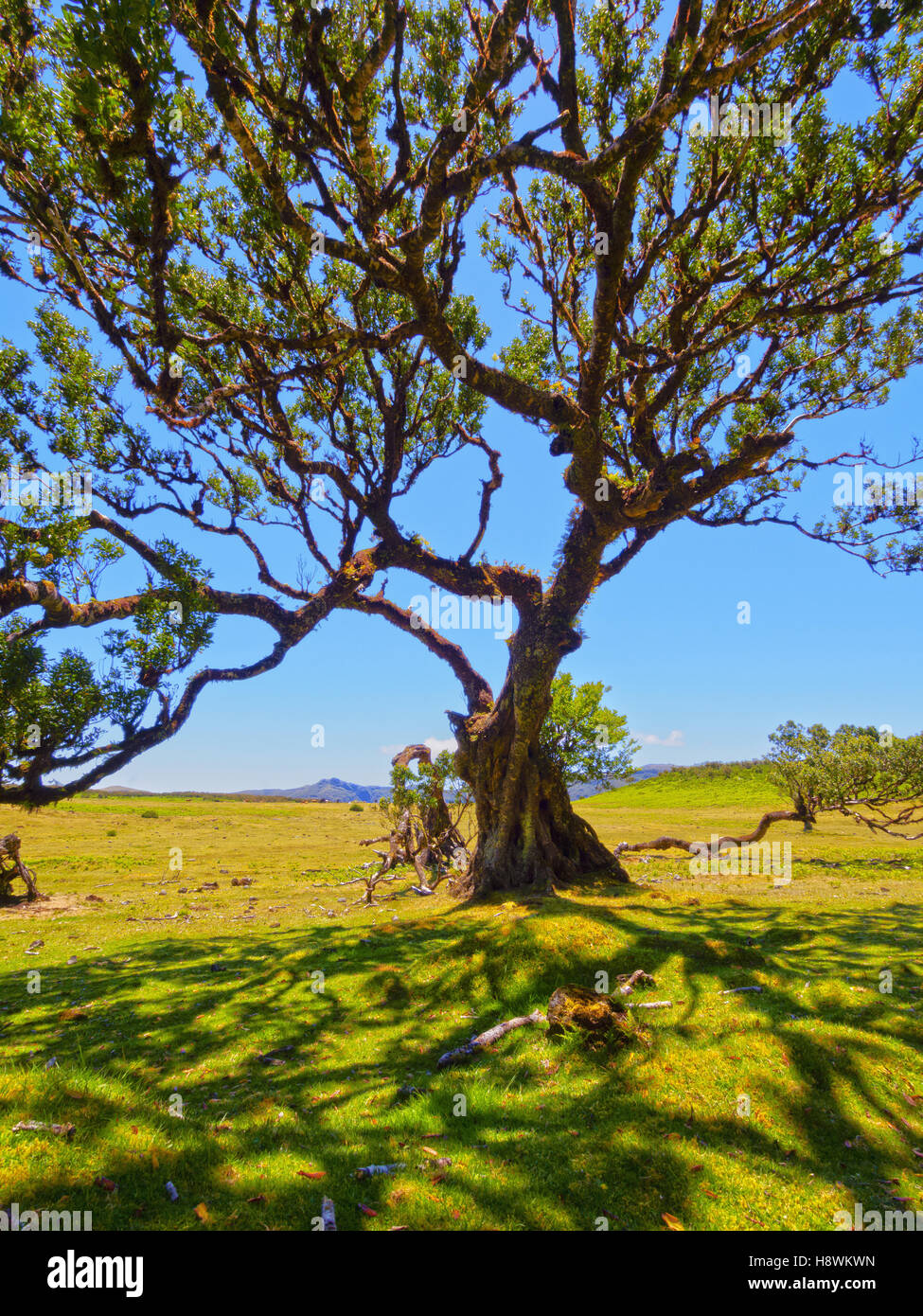 Il Portogallo, Madera, vista di Fanal. Foto Stock