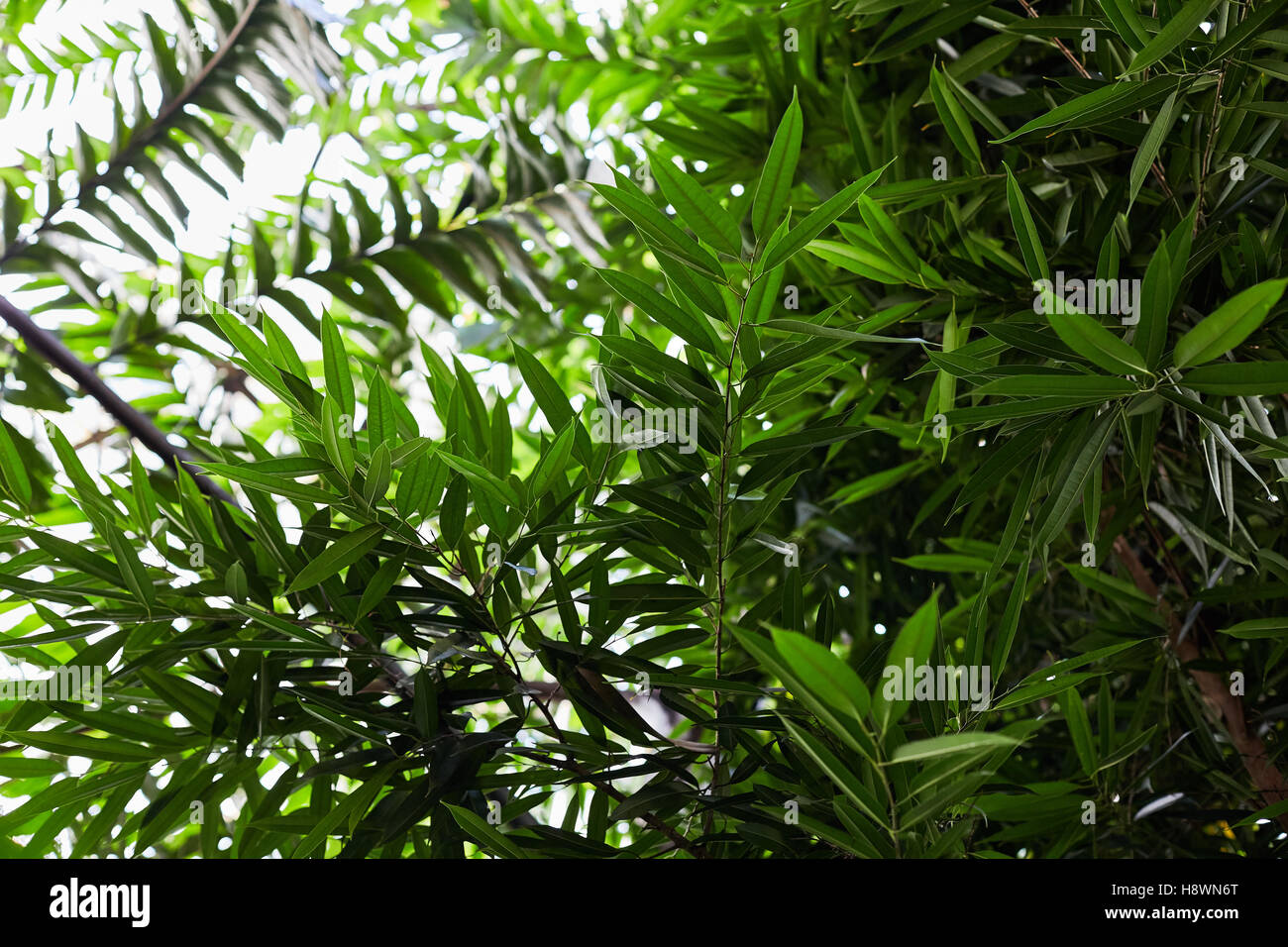 Foglie tropicali nel giardino botanico Foto Stock