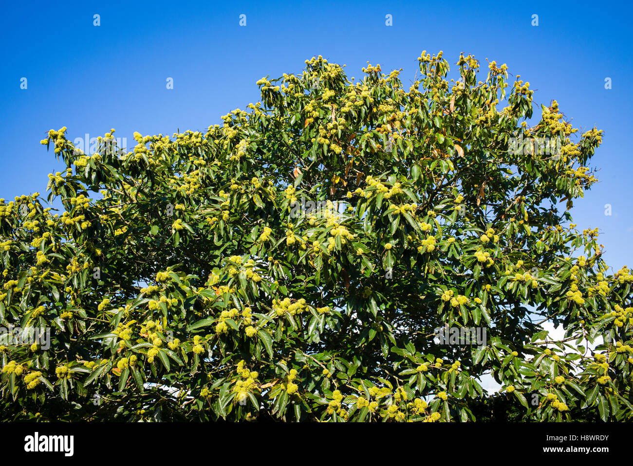 Cielo Blu è un background per la fruttificazione castagno Foto Stock