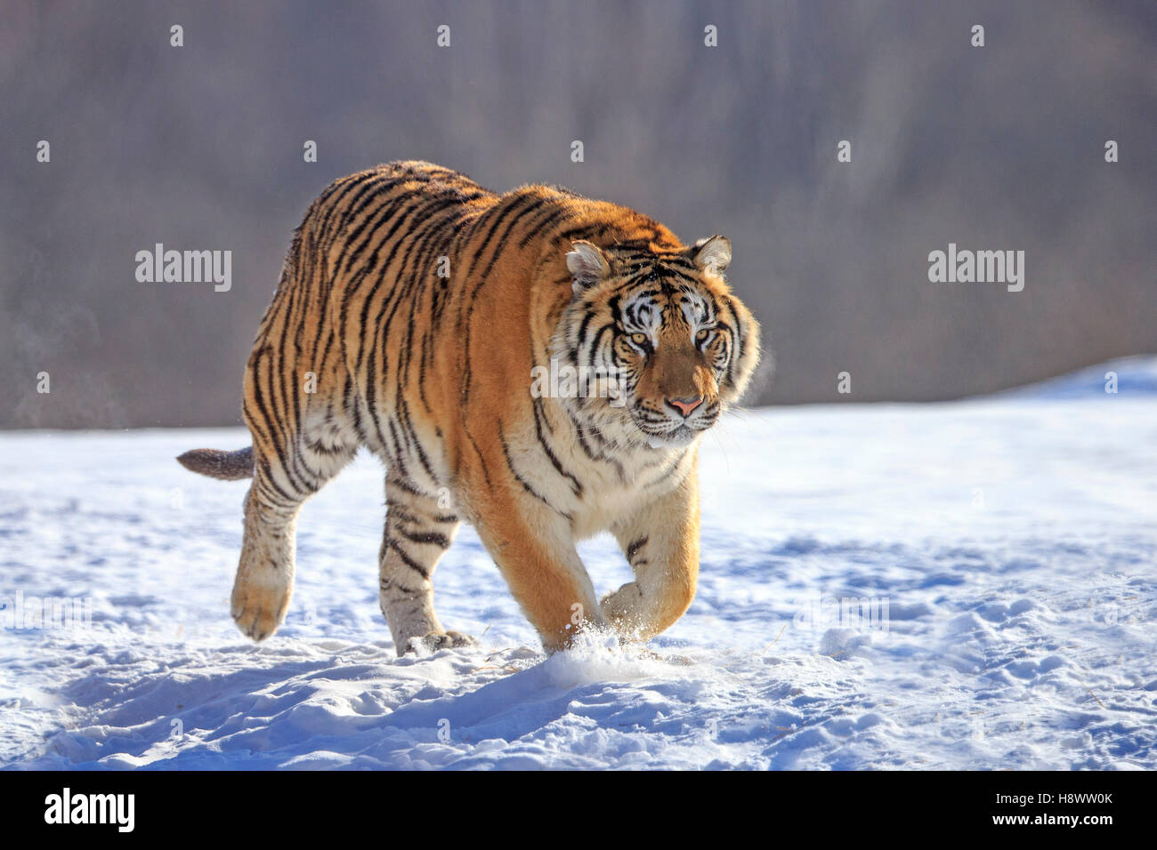 Tigre Siberiana (Panthera tgris altaica) a piedi nella neve, il Parco