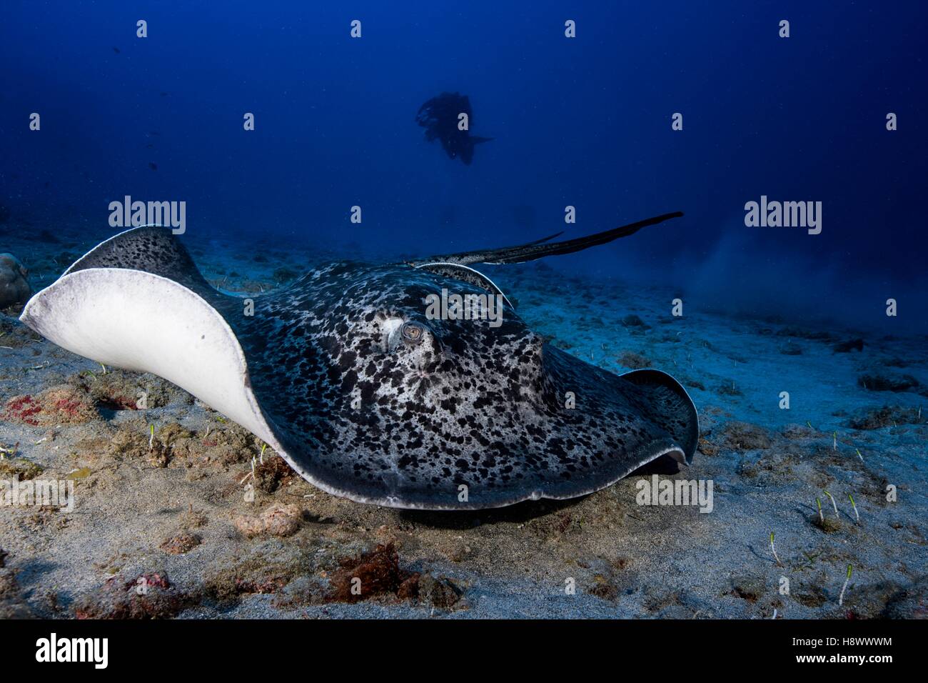 Nero-spotted Stingray (Taeniura meyeni) sul fondo e subacqueo, Oceano Indiano, Reunion Foto Stock