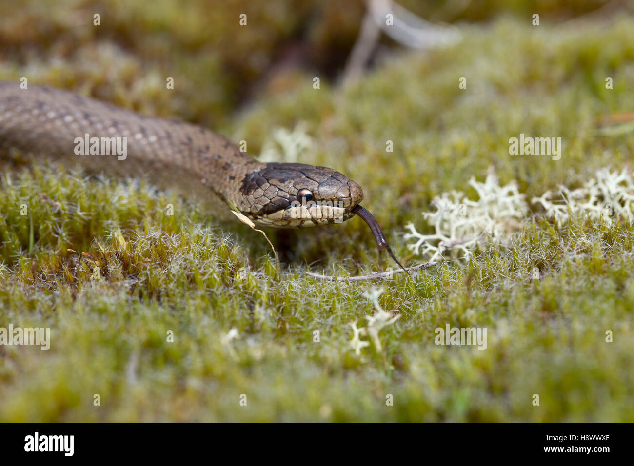Serpente liscio; Coronella austriaca unica; la testa dettaglio Hampshire; Regno Unito Foto Stock