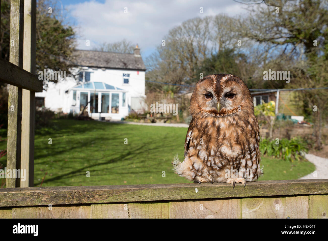 Allocco; Strix aluco singolo su Garden Gate Cornwall, Regno Unito Foto Stock