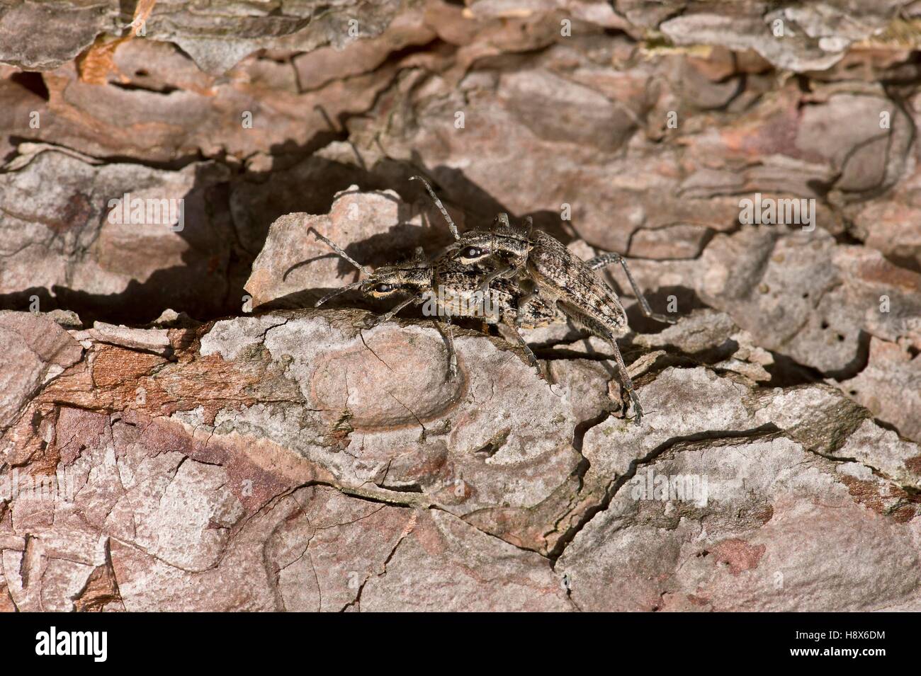 Pino nervata Borer (Rhagium inquisitore) coniugata. Danimarca Nel maggio Foto Stock