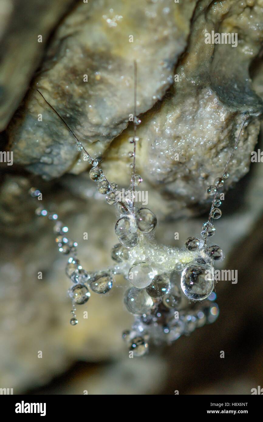 Gli insetti coperti di muffa e acqua in una grotta, grotta Saint-Champ, Bugey, ain, Francia Foto Stock