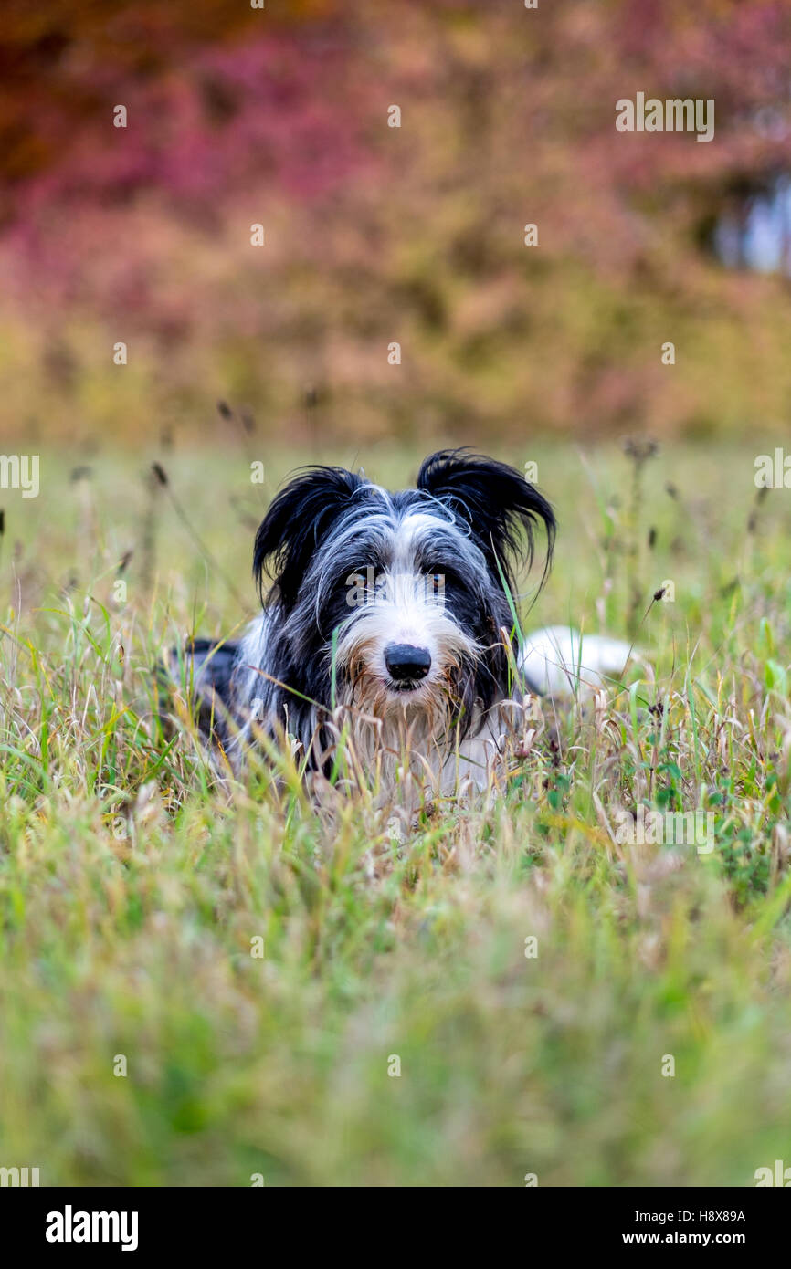 Un barbuto collie contenuto è rilassata appoggiato nell'erba in Cambridge Inghilterra in bianco e nero di shaggy dog pet. Foto Stock