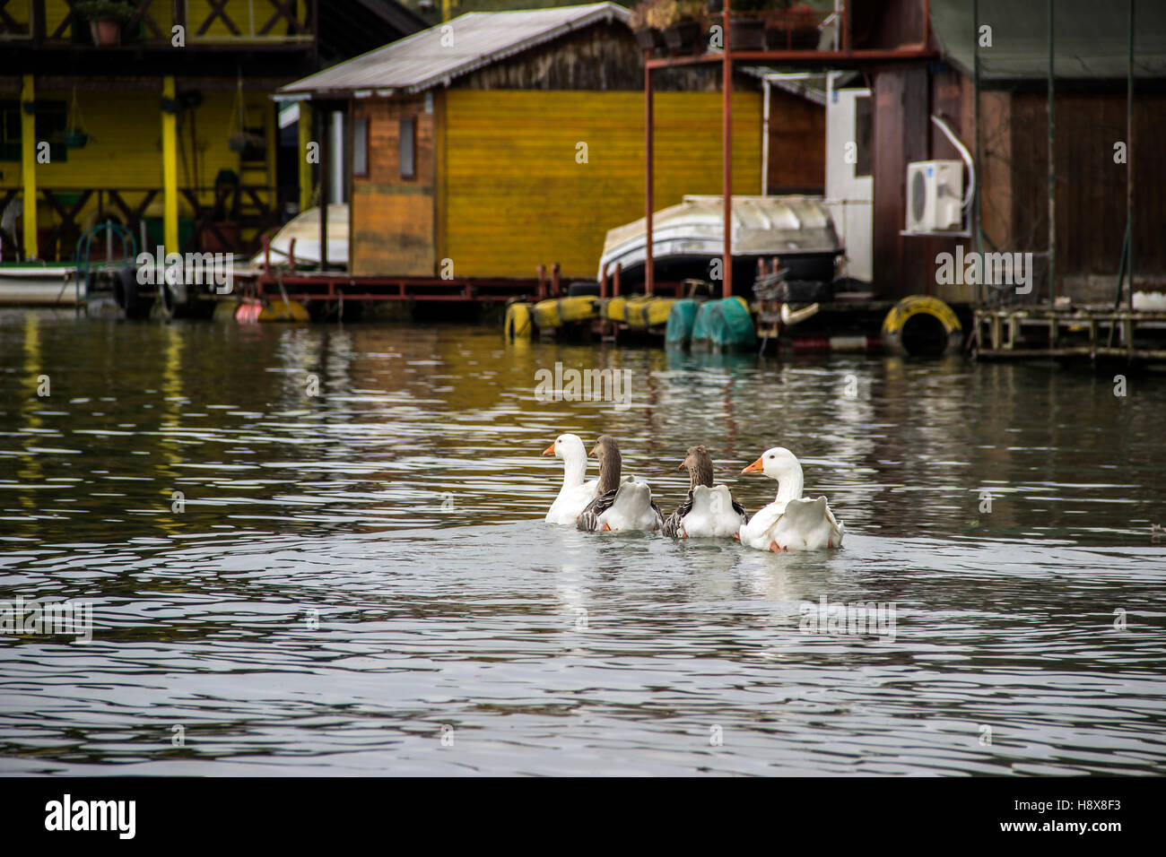 Fiume Sava, Serbia - Quattro oche la crociera da una fila di case raft ormeggiato al litorale di Ada Ciganlija isolotto Foto Stock