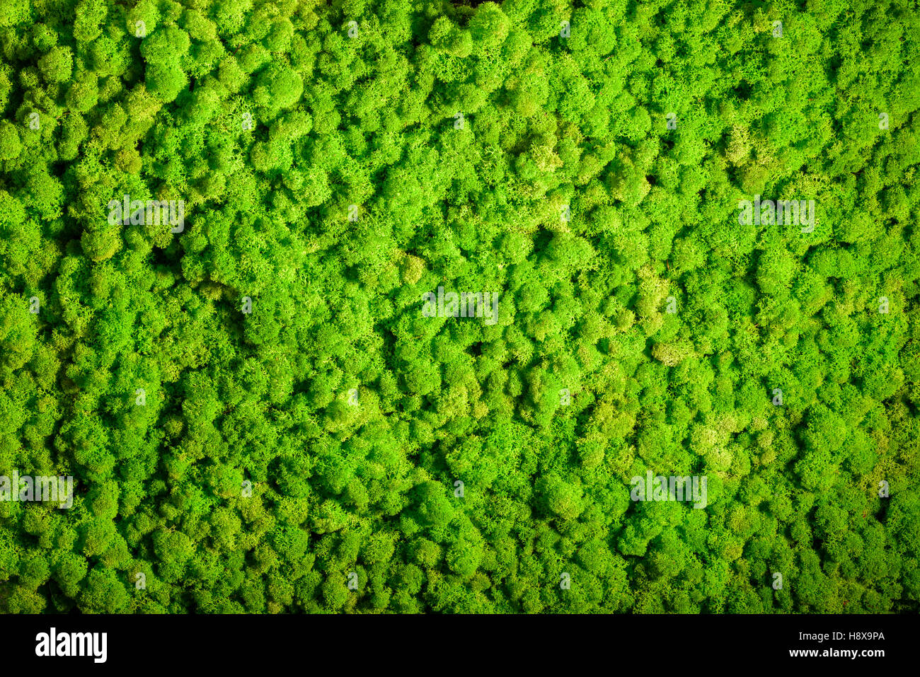 Renne parete, muro verde decorazione fatta di renne lichen Cladonia rangiferina Foto Stock