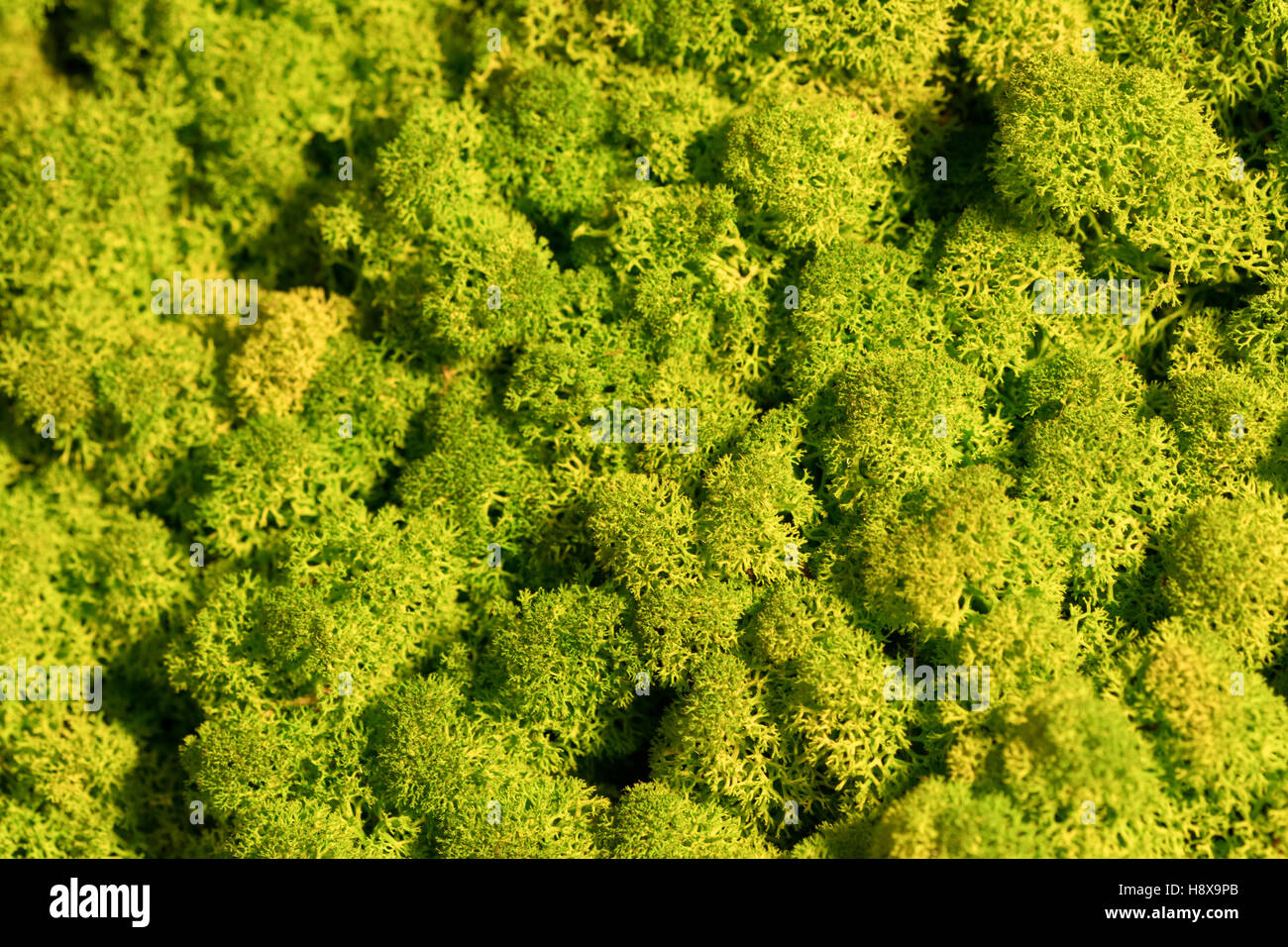 Renne parete, muro verde decorazione fatta di renne lichen Cladonia rangiferina Foto Stock