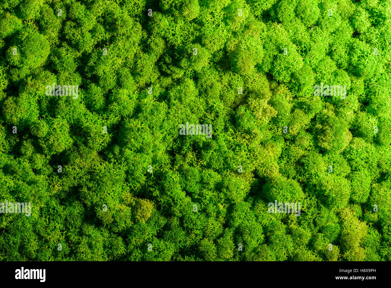 Renne parete, muro verde decorazione fatta di renne lichen Cladonia rangiferina Foto Stock