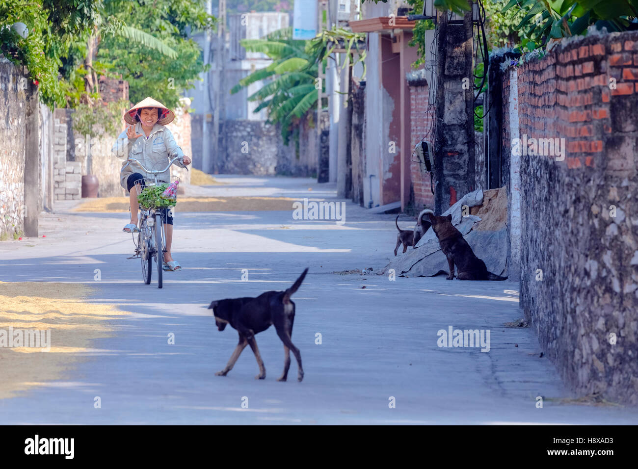 La vita rurale in un villaggio nei pressi di Hanoi, Vietnam Asia Foto Stock