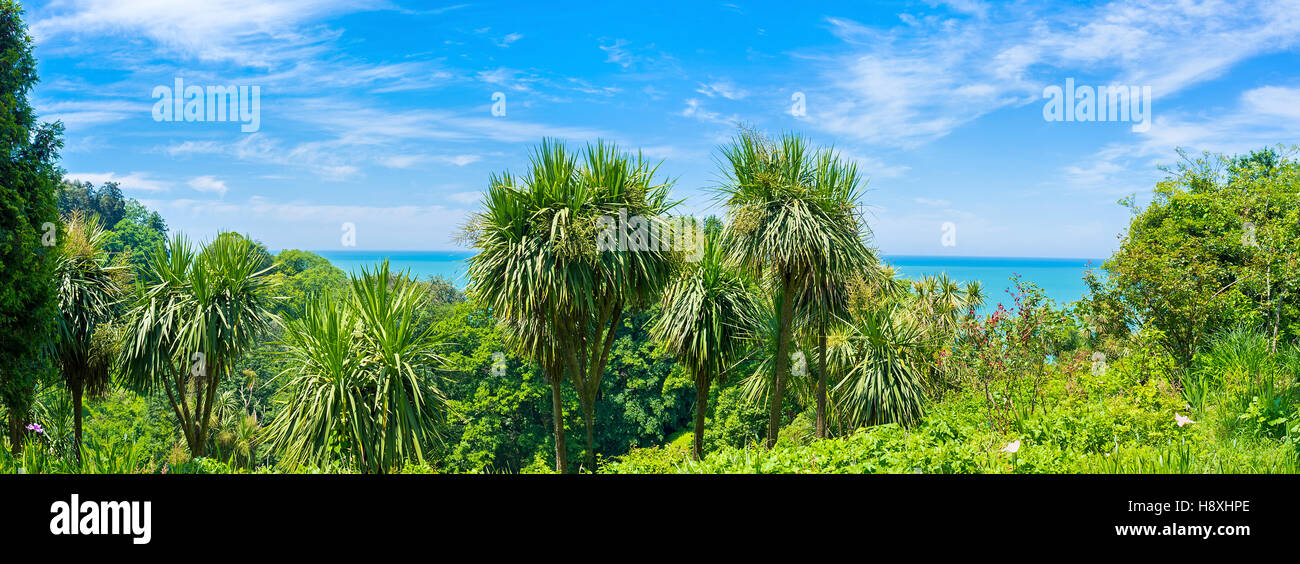 Il Mediterraneo settore floristiche di Batumi giardino botanico con lussureggianti yucca in primo piano, la Georgia. Foto Stock