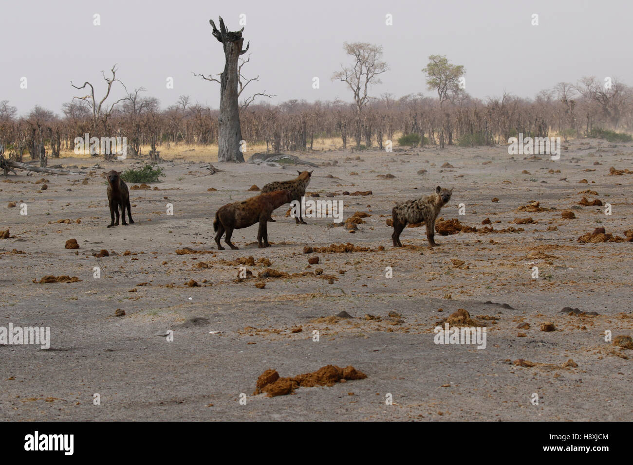 The Spotted Hyena dell'Africa anche scavenger molto temuto predatore la iena è l'Africa la più comuni di grandi carnivori Foto Stock