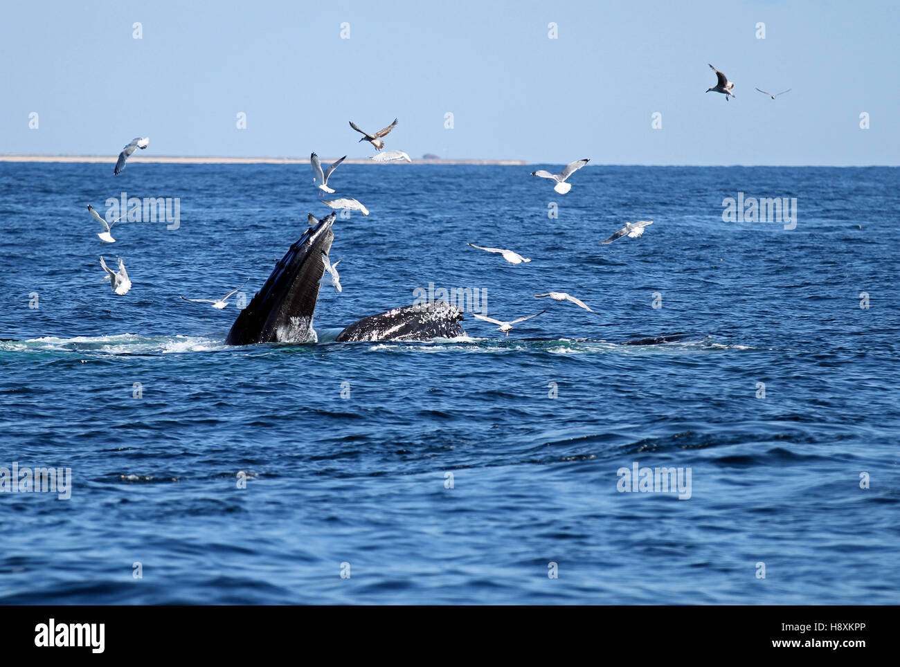 Humpback Whale (Megaptera novaeangliae) bubble-net alimentare a Stellwagen Bank National Marine Sanctuary mentre gabbiani raccogliere sopra l'acqua Foto Stock