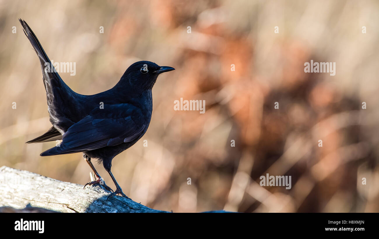 Il profilo di un bambino maschio Merlo comune (Turdus merula) chiamato anche Eurasian Blackbird o semplicemente Blackbird. Il maschio juv Foto Stock