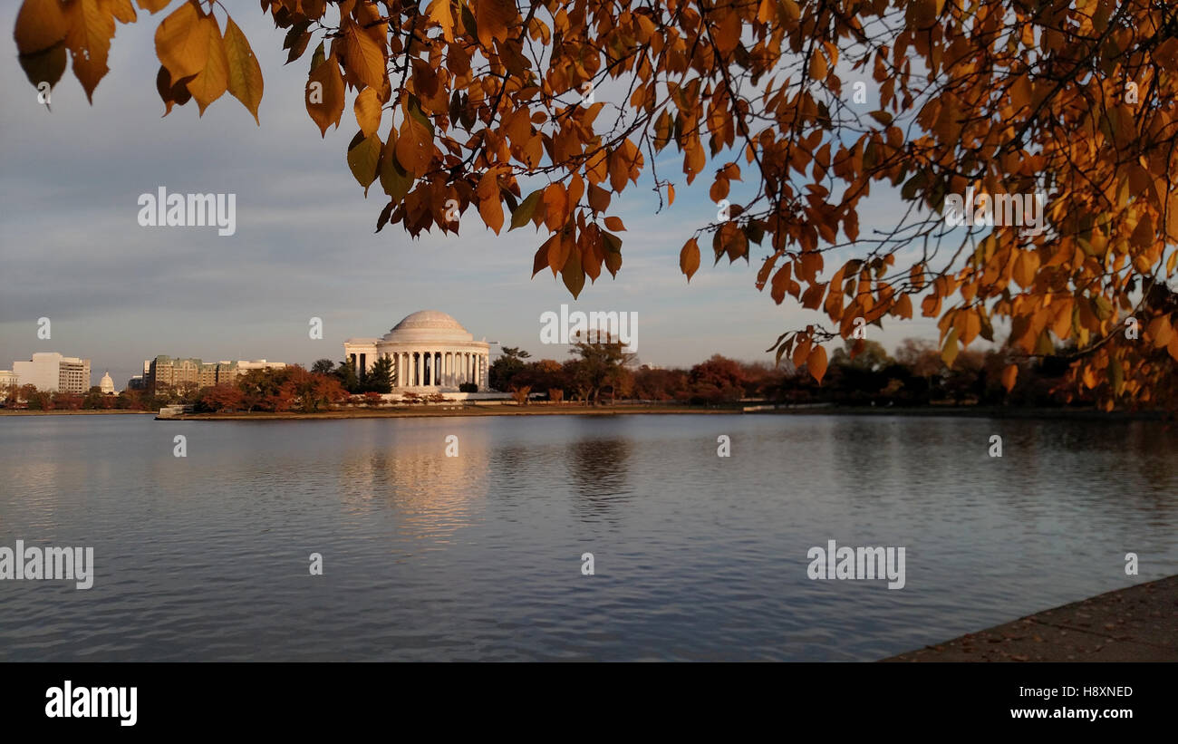 Baldacchino di alberi di ciliegio che incornicia il Jefferson Memorial con le loro foglie autunnali presso il bacino di marea in Washington, DC. Foto Stock