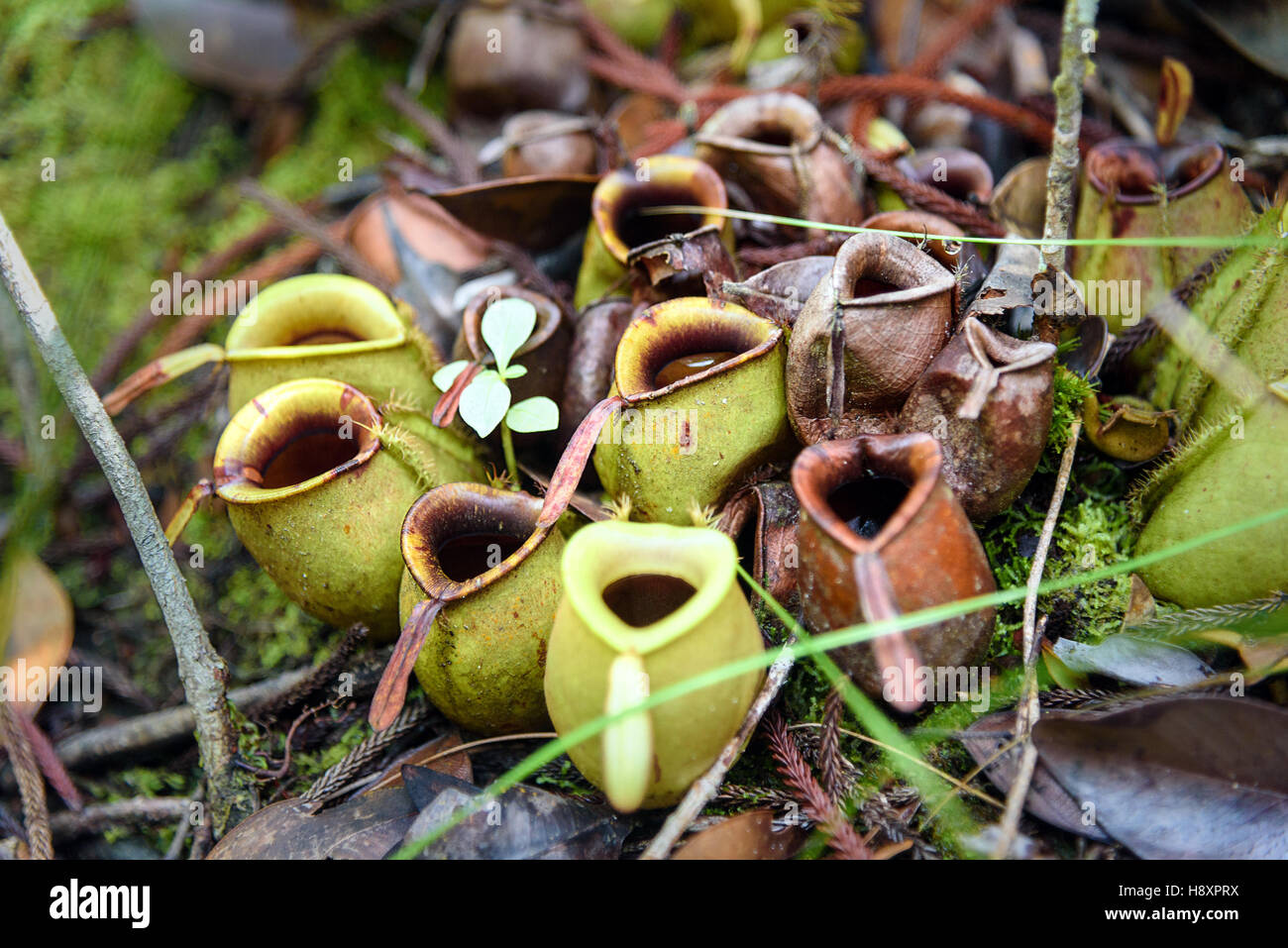 Massa brocche, Nepenthes ampullaria nel Bako National Park. Sarawak. Borneo. Malaysia. Messa a fuoco selettiva Foto Stock