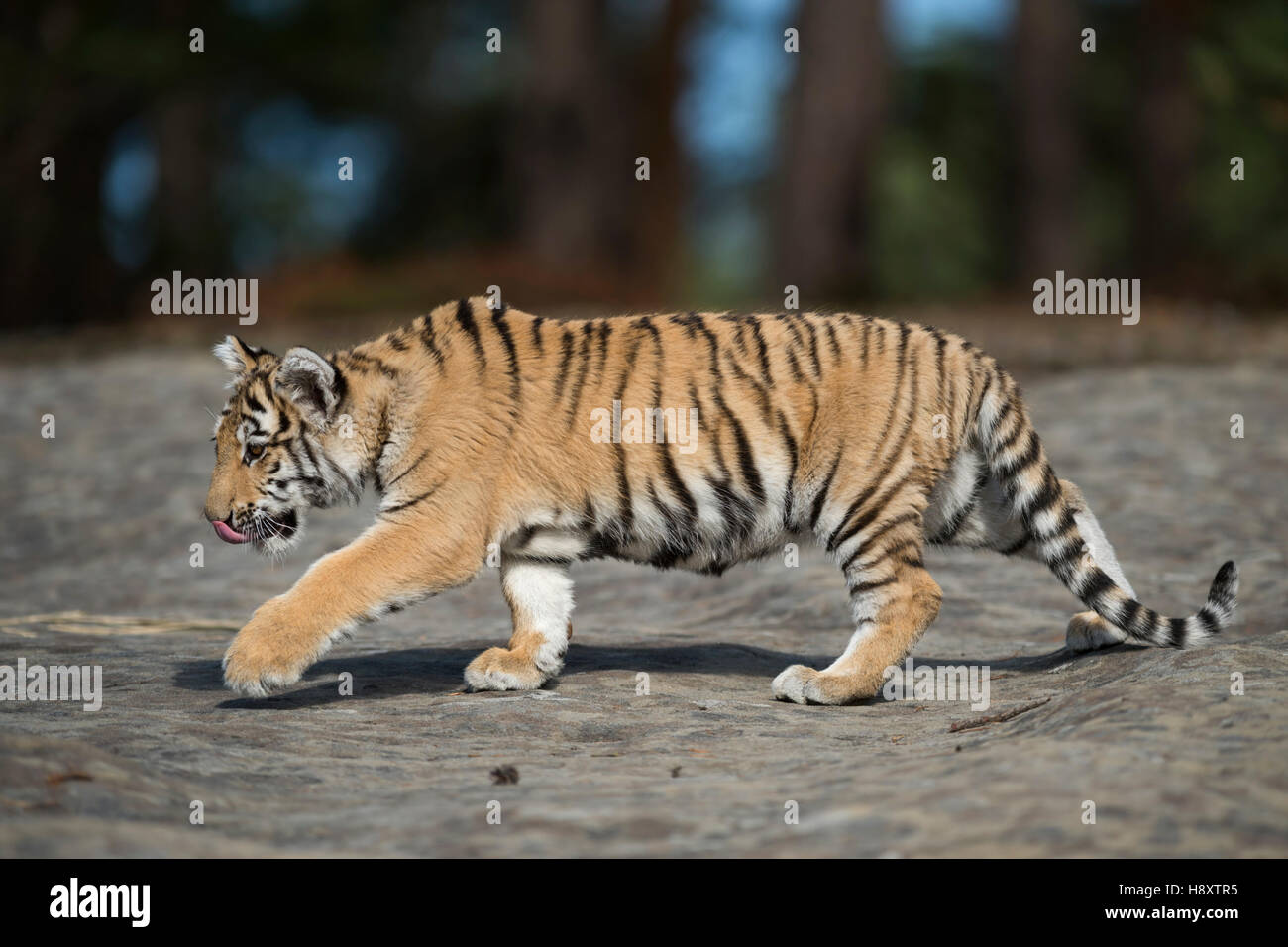 Royal tigre del Bengala ( Panthera tigris ), passeggiate sulle rocce, leccare la sua linguetta, piena vista laterale, giovane animale, luce morbida. Foto Stock