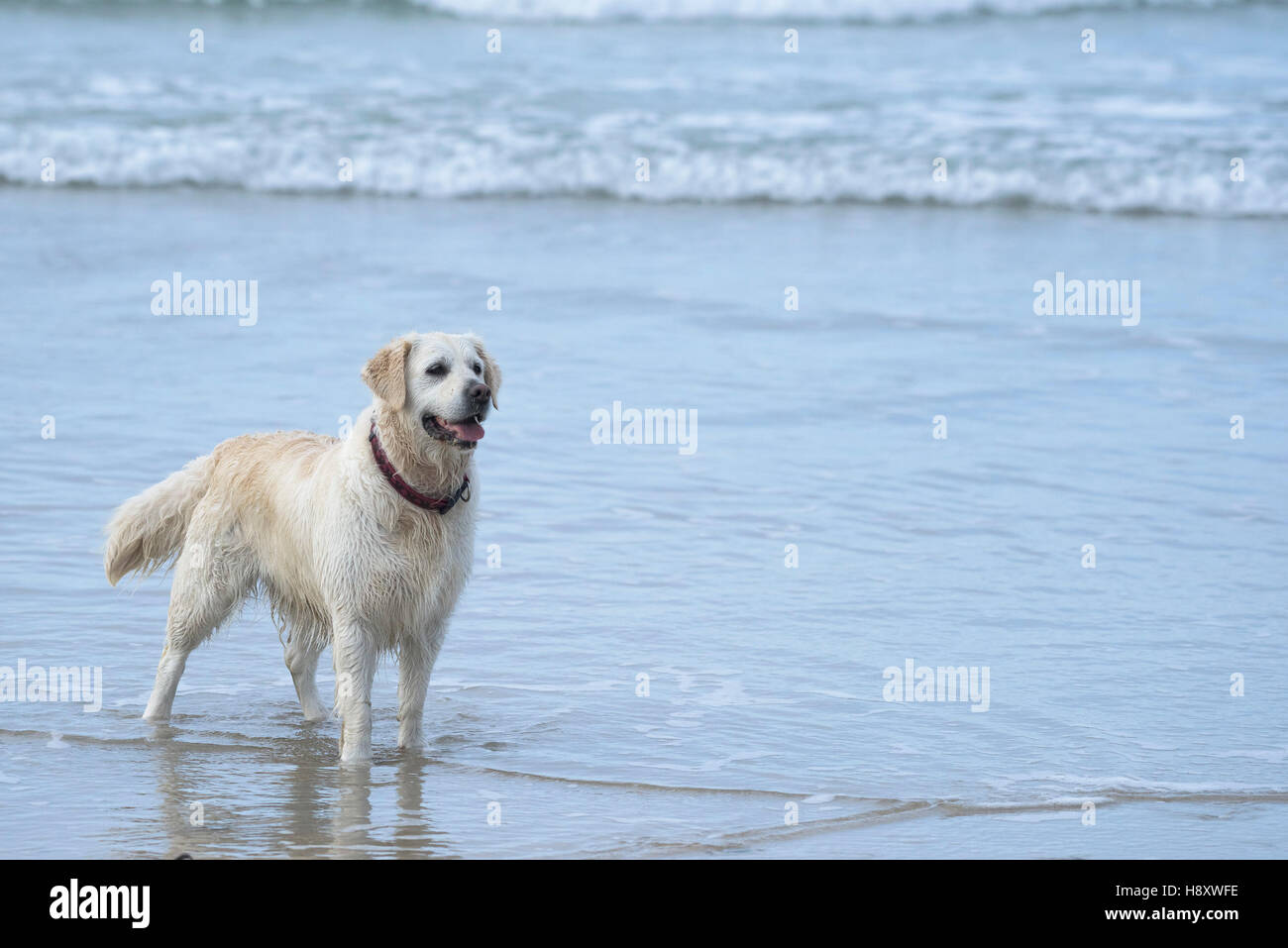 Un cane si erge nel mare a Fistral Beach, Newquay Cornwall. Foto Stock