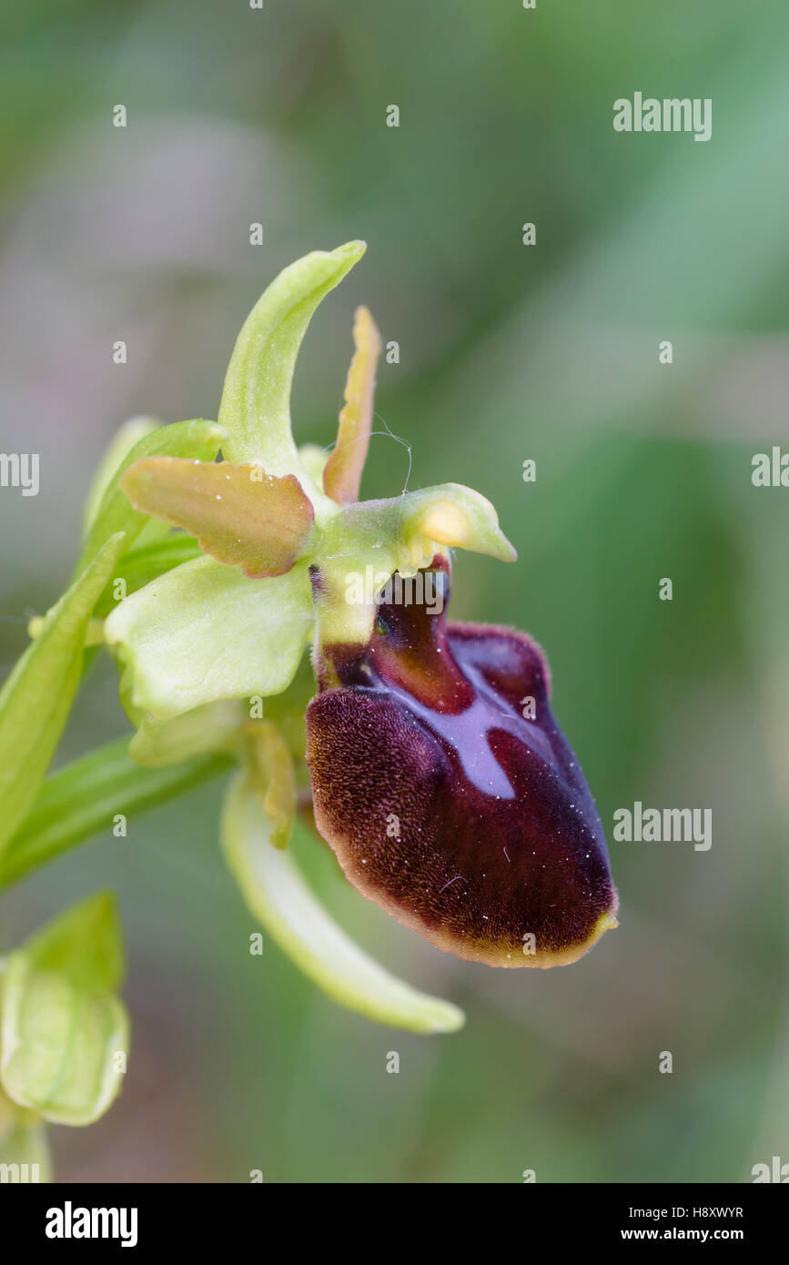Grosse Spinnen Ragwurz, Ophrys sphegodes, inizio Spider Orchid Foto Stock
