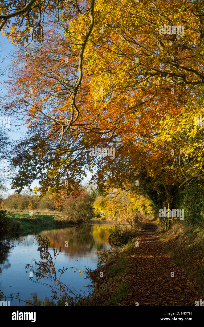I colori autunnali lungo il canale di Basingstoke nel Hampshire, Regno Unito. Paesaggio, Vista. Foto Stock