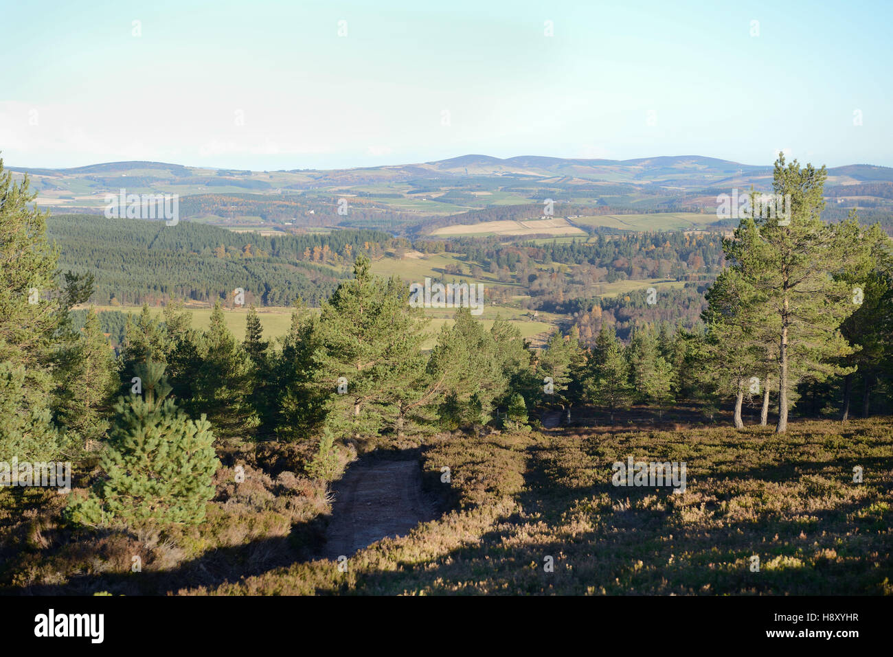 Caledonian pineta sulla rigenerazione Ballogie station wagon Aberdeenshire in Scozia Foto Stock