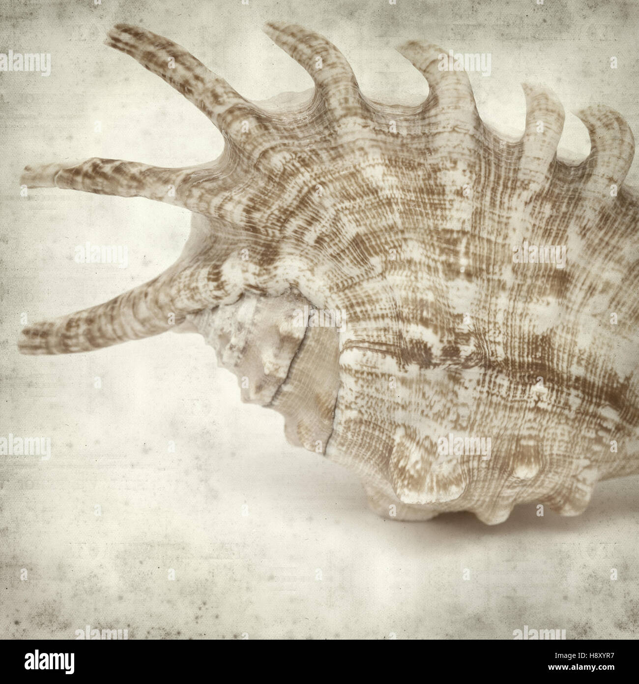 Textured vecchia carta sfondo con guscio tropicali Foto Stock