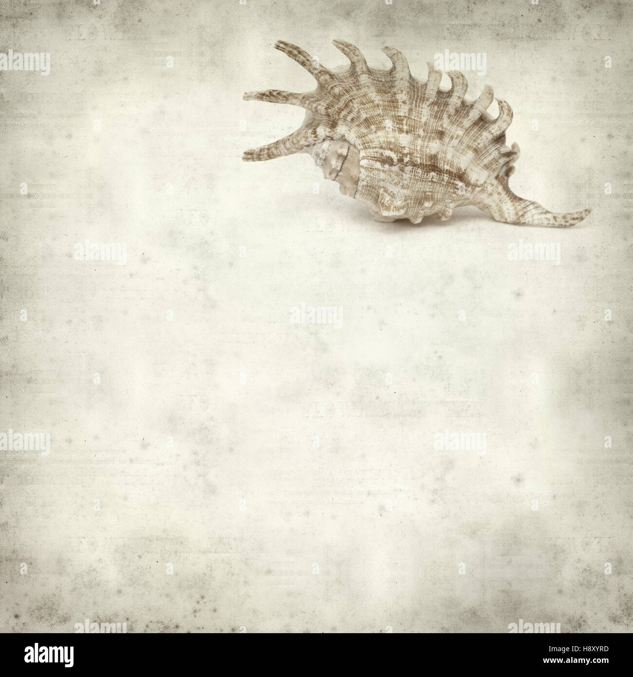 Textured vecchia carta sfondo con guscio tropicali Foto Stock