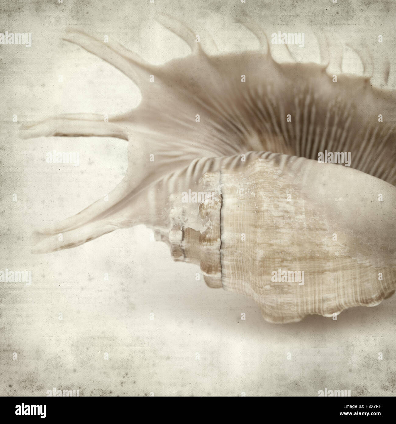 Textured vecchia carta sfondo con guscio tropicali Foto Stock
