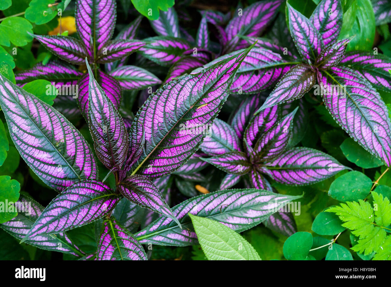 Foglie viola immagini e fotografie stock ad alta risoluzione - Alamy