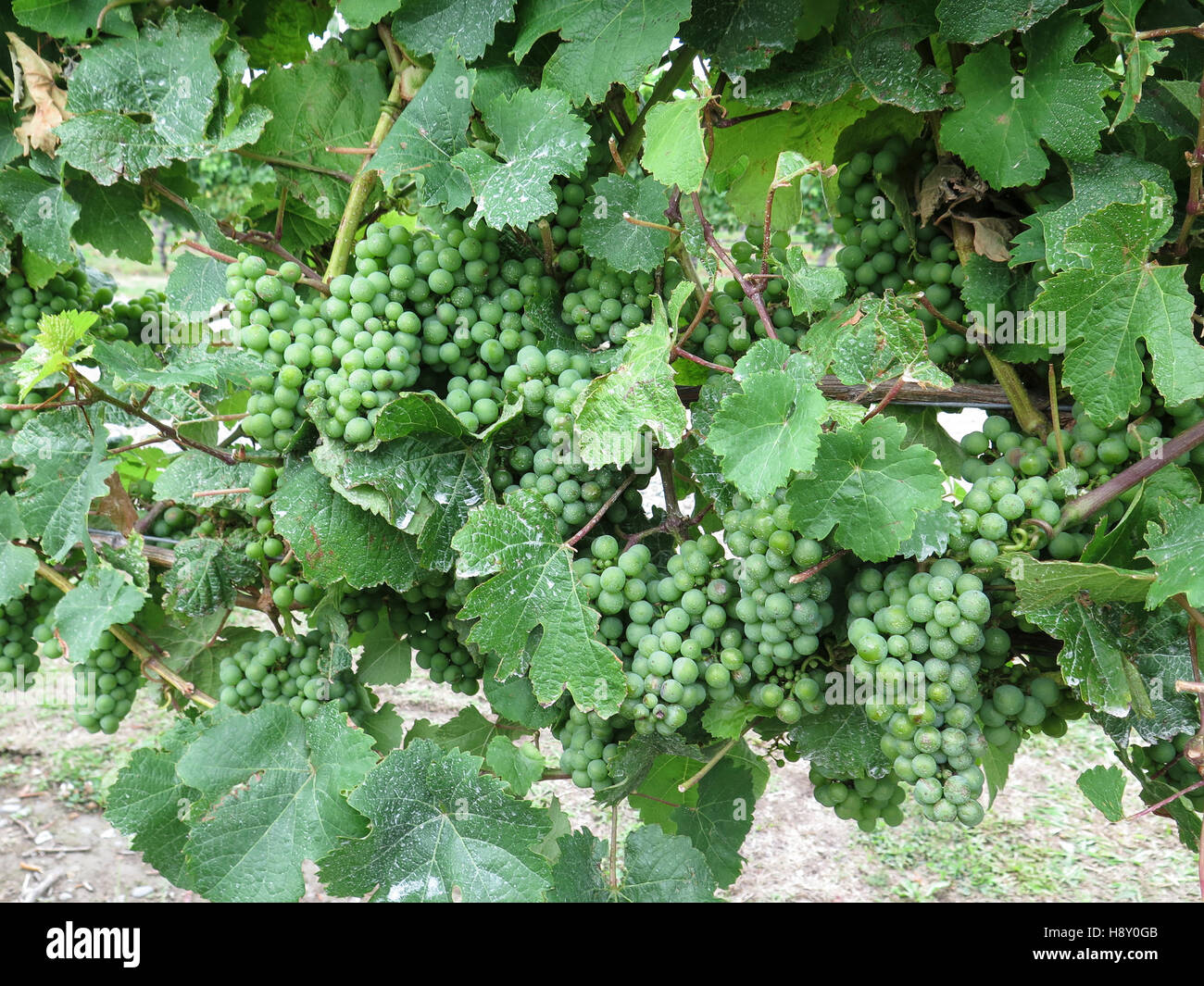 Il Sauvignon Blanc vigneti di Allan Scott vigneto di Marlborough, Isola del Sud, Nuova Zelanda Foto Stock